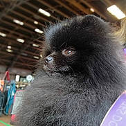 Bibou a rejoint le concours — aidez-le/la à gagner de superbes lots ! animal, black_fur, companion, cute, dog, domestic_animal, face, fluffy, fur, indoor, indoor_lighting, looking_away, mammal, pet, pet_show, pomeranian, portrait, small_dog, soft_texture, whiskers