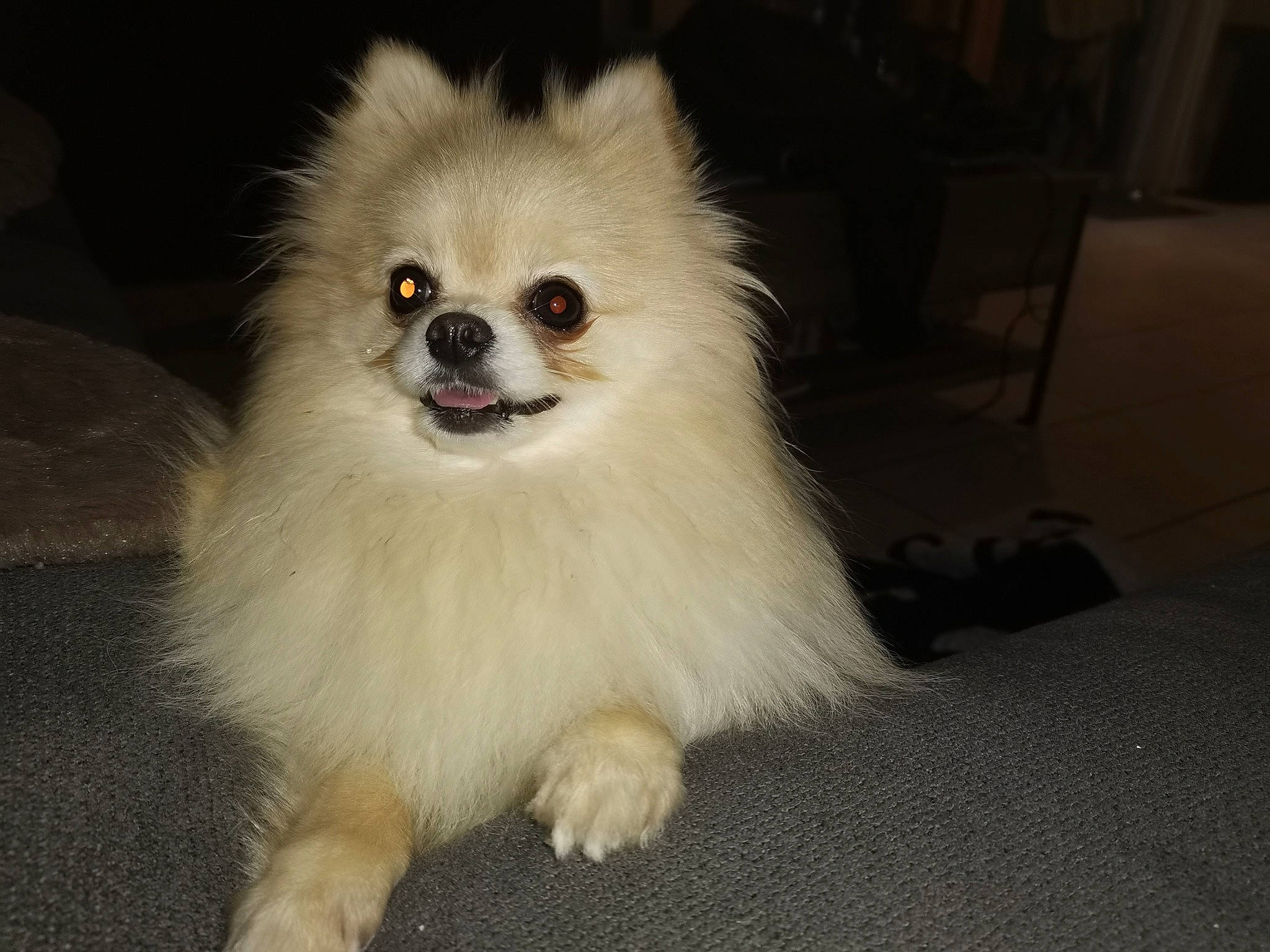 Polina a rejoint le concours — aidez-le/la à gagner de superbes lots ! canidae, carnivore, chair, companion_dog, dog, dog_breed, dog_supply, fawn, fur, german_spitz, german_spitz_klein, non_sporting_group, snout, spitz, sporting_group, toy_dog, whiskers, working_animal