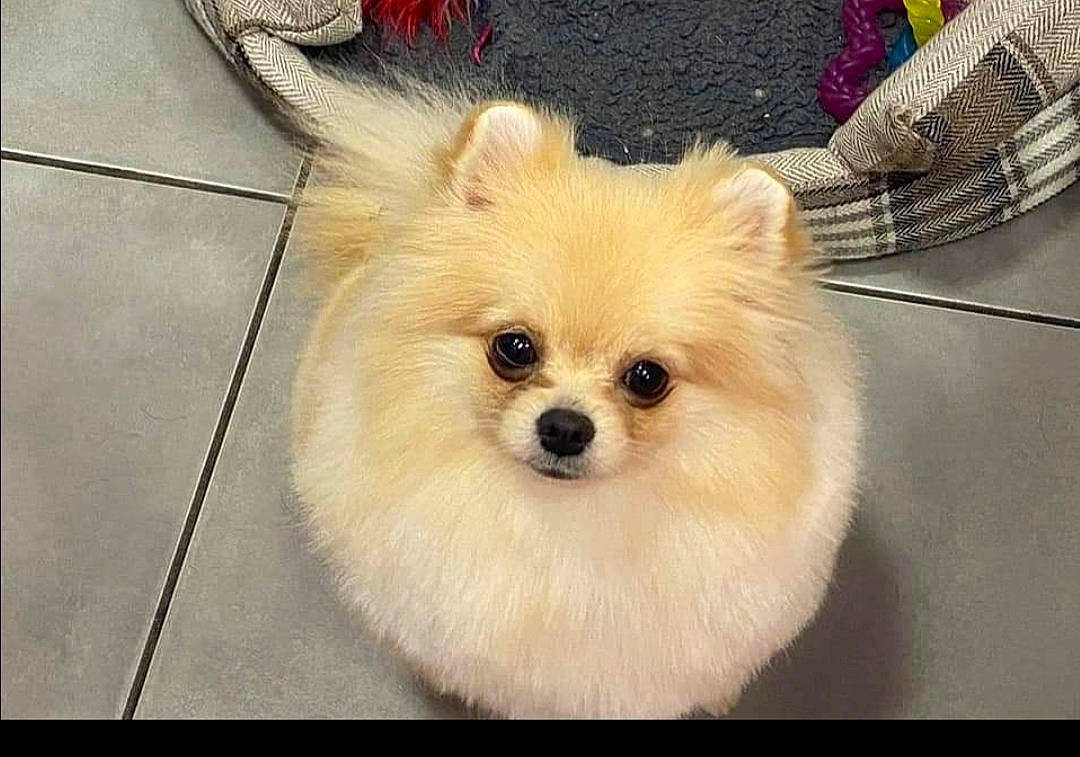 Polina participe au concours pour gagner de l'argent avec cette photo : canidae, carnivore, companion_dog, dog, dog_breed, dog_supply, fawn, fur, german_spitz, german_spitz_klein, german_spitz_mittel, plant, pomeranian, snout, spitz, sporting_group, tartan, toy_dog, volpino_italiano, whiskers