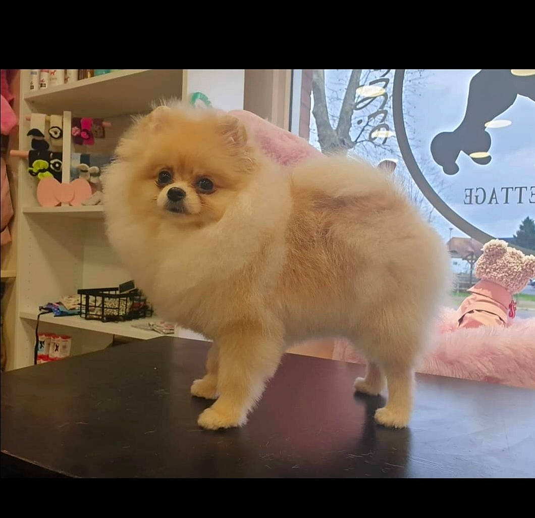 Polina a rejoint le concours — aidez-le/la à gagner de superbes lots ! ancient_dog_breeds, companion_dog, corgi_chihuahua, dog, dog_breed, fashion_accessory, felidae, flooring, fur, german_spitz, paw, photo_caption, pomeranian, small_to_medium_sized_cats, spitz, table, tail, toy_dog, whiskers, working_animal