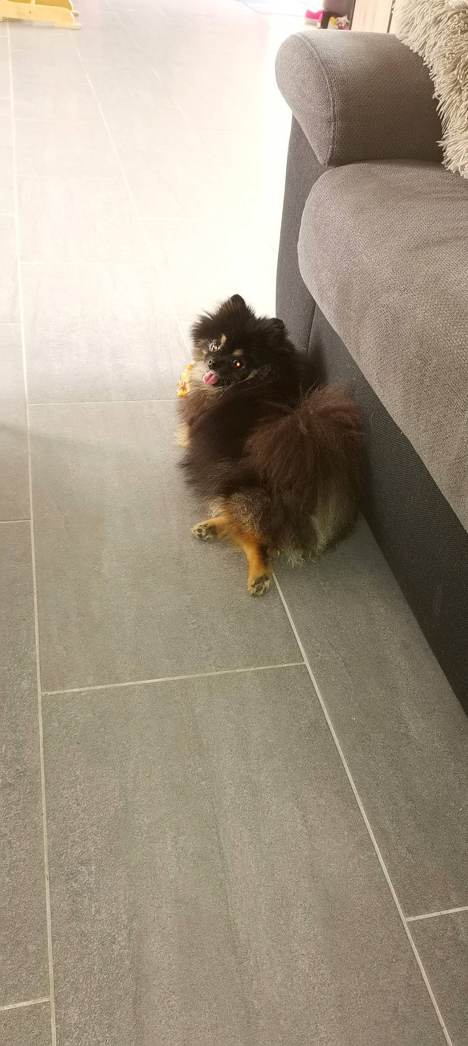 Panda participe au concours pour gagner de l'argent avec cette photo : asphalt, carnivore, companion_dog, dog, dog_breed, felidae, floor, flooring, fur, grey, hardwood, paw, road_surface, small_terrier, tail, terrier, tile, tints_and_shades, toy_dog, wood