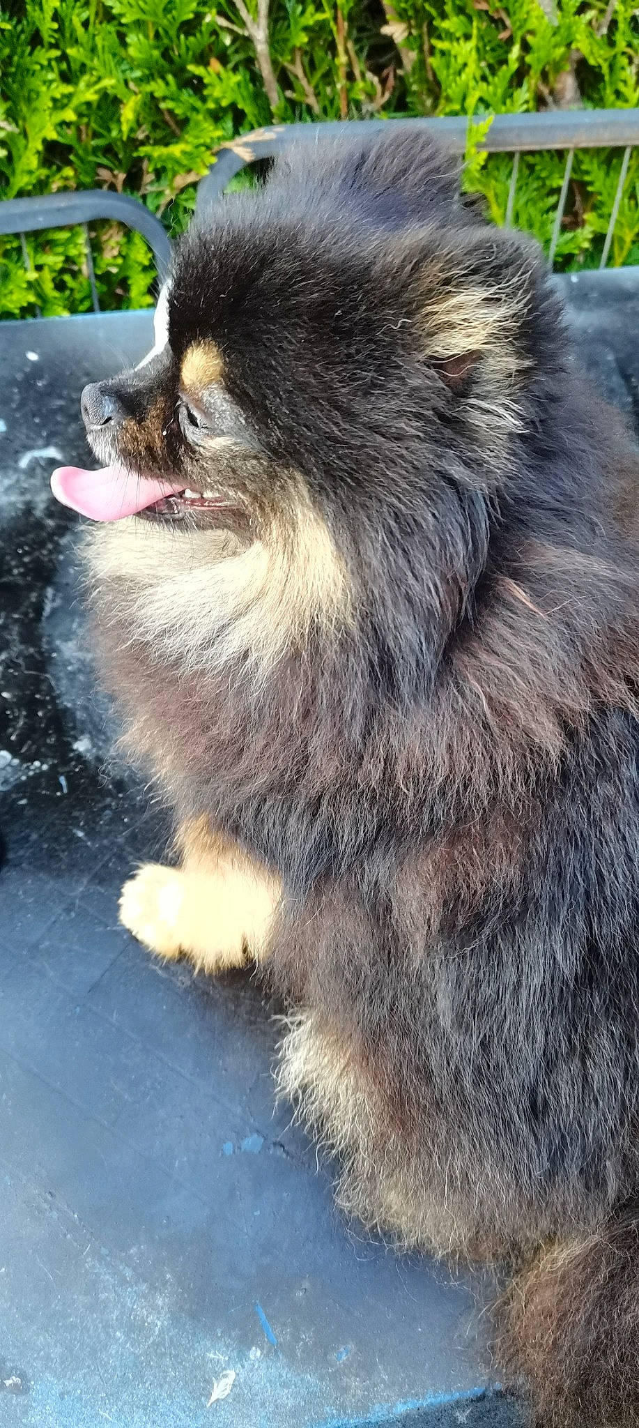 Panda a rejoint le concours — aidez-le/la à gagner de superbes lots ! ancient_dog_breeds, canidae, canis, carnivore, companion_dog, dog, dog_breed, fawn, fur, german_spitz_mittel, keeshond, non_sporting_group, snout, spitz, sporting_group, terrestrial_animal, whiskers, wildlife, working_animal, working_dog