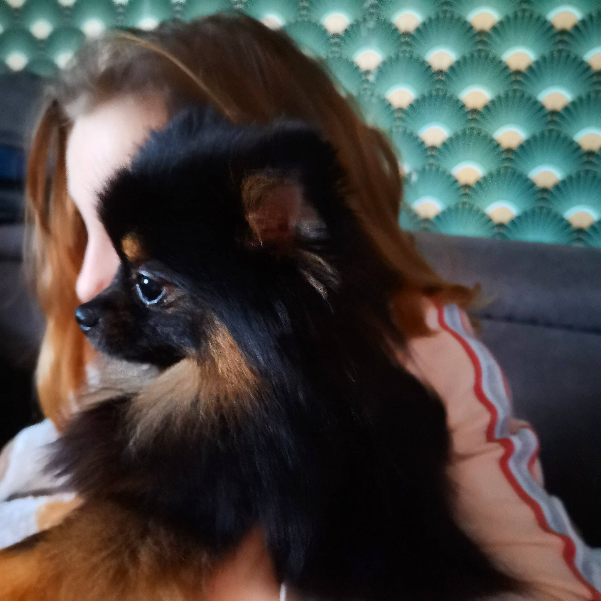 Panda a rejoint le concours — aidez-le/la à gagner de superbes lots ! canidae, carnivore, chest, comfort, companion_dog, dog, dog_breed, ear, eyelash, fawn, fur, liver, smile, snout, sporting_group, terrestrial_animal, toy_dog, whiskers, wildlife, working_animal