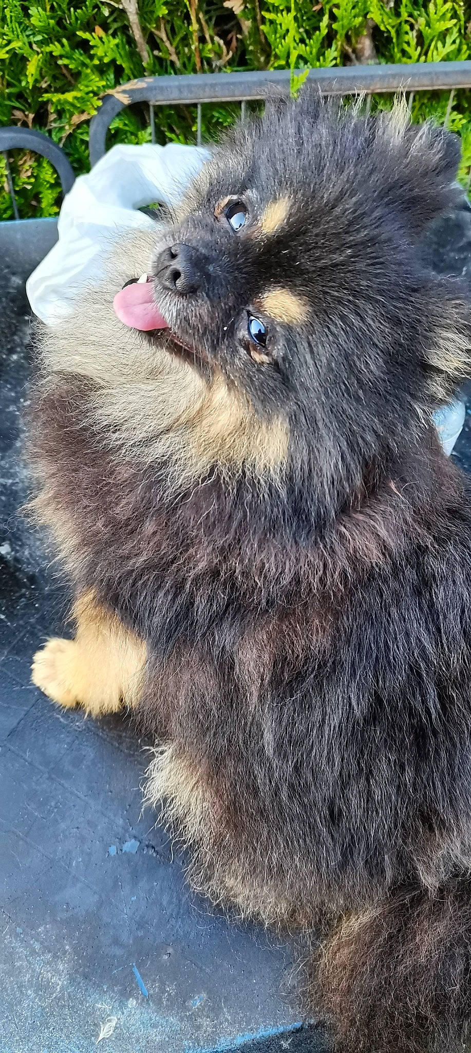 Panda a rejoint le concours — aidez-le/la à gagner de superbes lots ! ancient_dog_breeds, canidae, carnivore, companion_dog, dog, dog_breed, fawn, foot, fur, giant_dog_breed, head, liver, paw, snout, sporting_group, terrestrial_animal, whiskers, wildlife, working_animal, working_dog