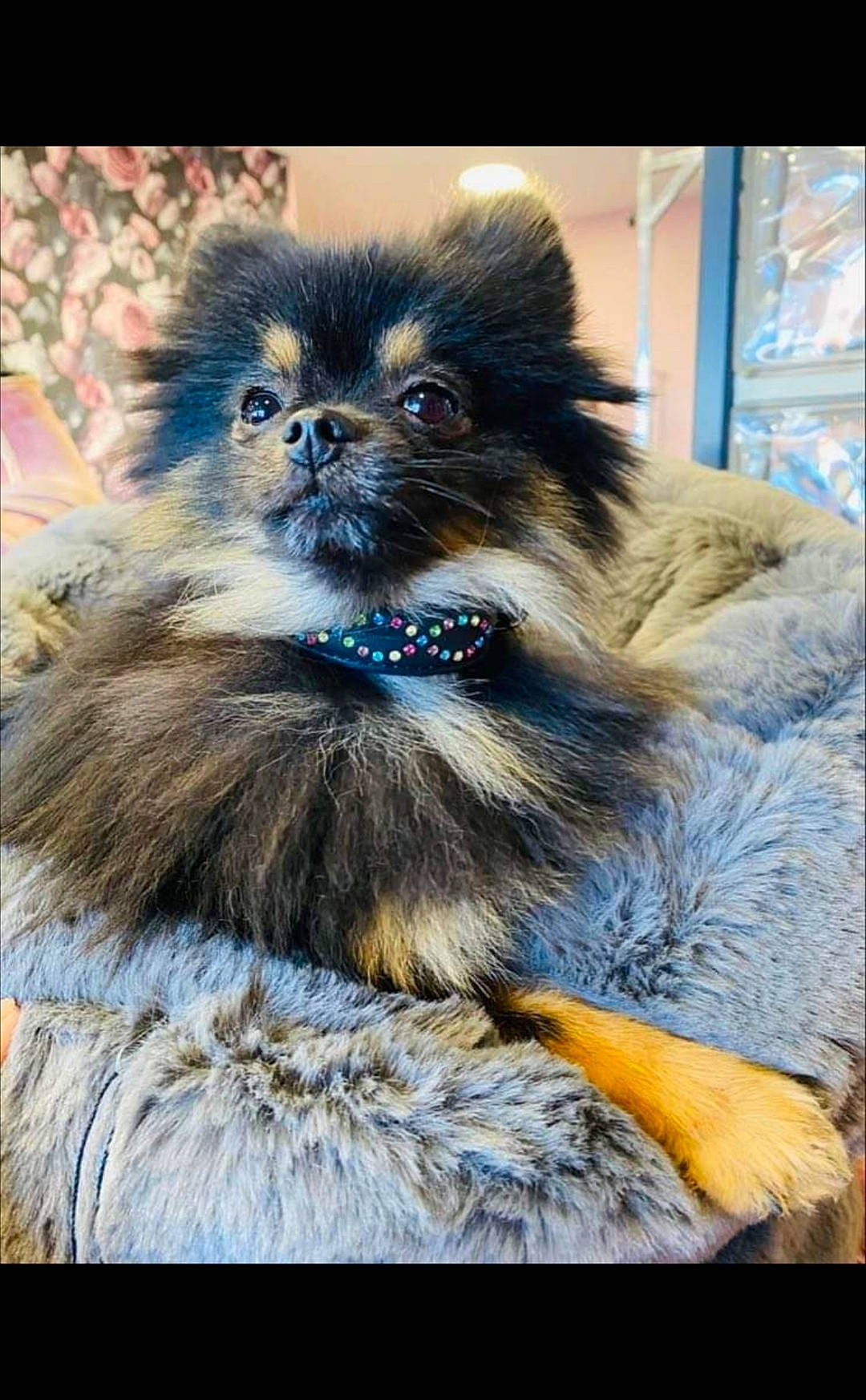 Panda a rejoint le concours — aidez-le/la à gagner de superbes lots ! ancient_dog_breeds, art, canidae, carnivore, cat, companion_dog, dog_breed, electric_blue, eye, fawn, felidae, fur, natural_material, small_to_medium_sized_cats, snout, sporting_group, terrestrial_animal, toy_dog, whiskers, wildlife