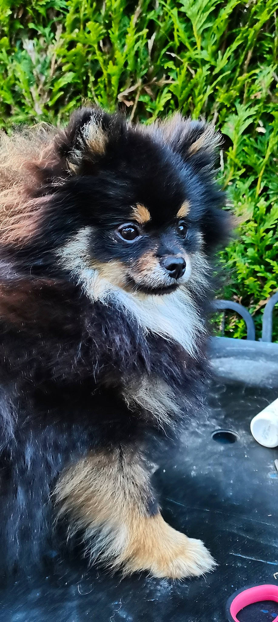 Roucky participe au concours pour gagner de l'argent avec cette photo : bench, canidae, carnivore, companion_dog, dog, dog_breed, fur, jungle, non_sporting_group, plant, snout, sporting_group, terrestrial_animal, toy_dog, whiskers, wildlife, working_animal, working_dog