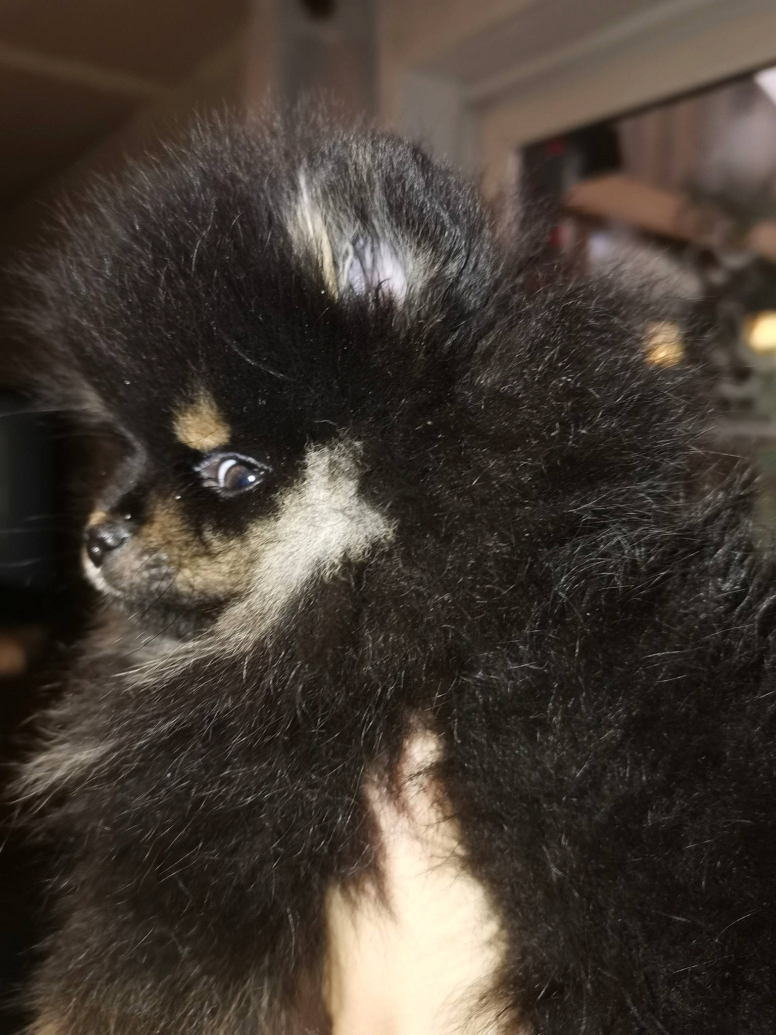 Roucky participe au concours pour gagner de l'argent avec cette photo : ancient_dog_breeds, canidae, carnivore, companion_dog, dog, dog_breed, event, fur, keeshond, non_sporting_group, primate, snout, sporting_group, tail, terrestrial_animal, toy_dog, whiskers, wildlife, working_animal, working_dog