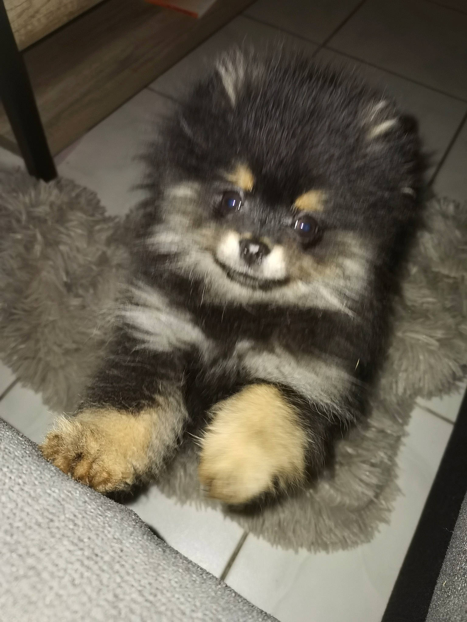 Roucky a rejoint le concours — aidez-le/la à gagner de superbes lots ! ancient_dog_breeds, canidae, carnivore, companion_dog, dog, dog_breed, eye, fawn, fur, german_spitz_klein, keeshond, non_sporting_group, paw, puppy, snout, sporting_group, terrestrial_animal, toy_dog, whiskers, working_animal