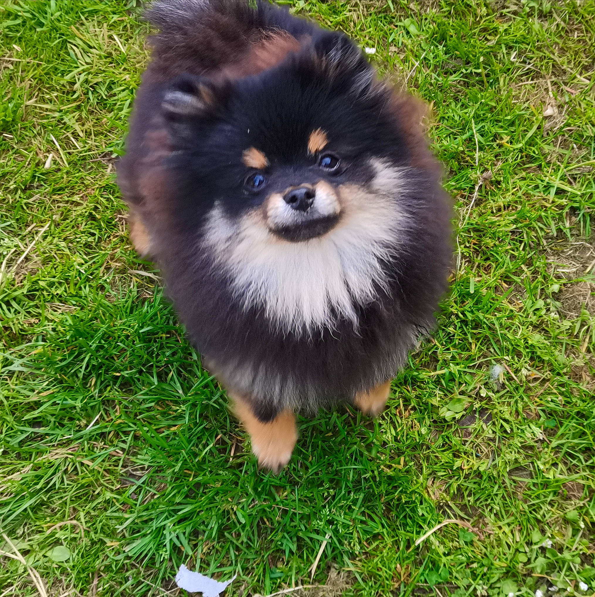 Roucky a rejoint le concours — aidez-le/la à gagner de superbes lots ! ancient_dog_breeds, canidae, carnivore, companion_dog, dog, dog_breed, fawn, german_spitz, german_spitz_klein, grass, pomeranian, snout, spitz, sporting_group, terrestrial_animal, toy_dog, volpino_italiano, whiskers, working_animal, working_dog