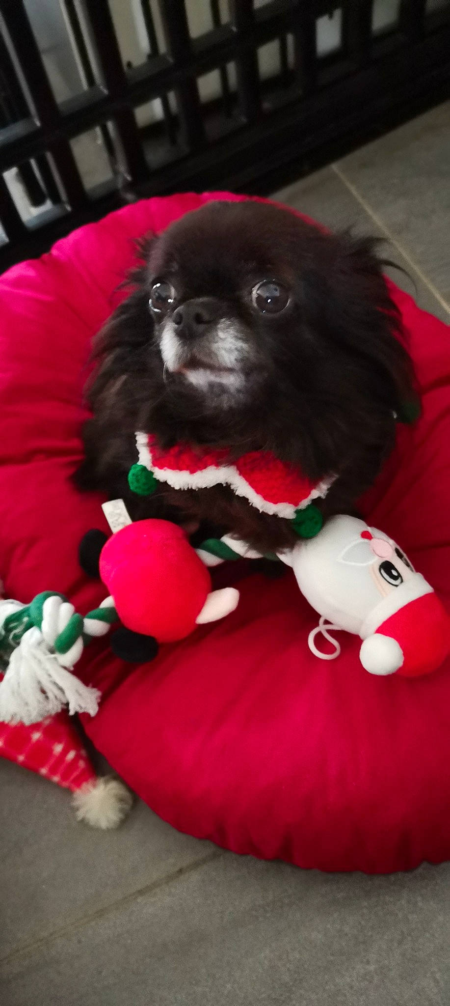 Maggy a rejoint le concours — aidez-le/la à gagner de superbes lots ! carnivore, collar, companion_dog, dog, dog_breed, dog_collar, dog_supply, fawn, fur, liver, magenta, mammal, pet_supply, pink, red, snout, toy, toy_dog, white, working_animal