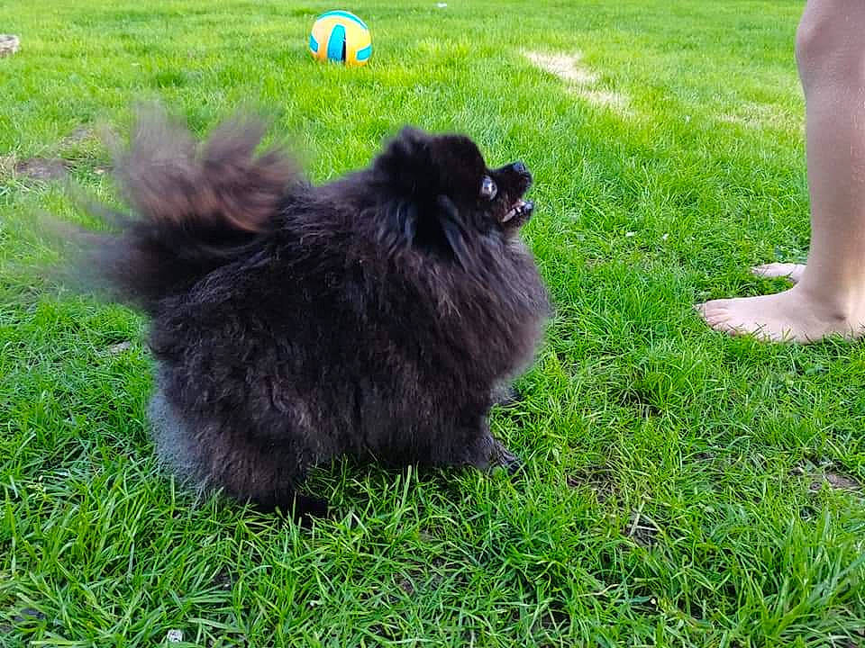 Perle participe au concours pour gagner de l'argent avec cette photo : canidae, carnivore, cat, companion_dog, dog_breed, fawn, felidae, foot, fur, german_spitz_klein, grass, grassland, groundcover, human_leg, lawn, pasture, small_to_medium_sized_cats, sporting_group, tail, terrestrial_animal