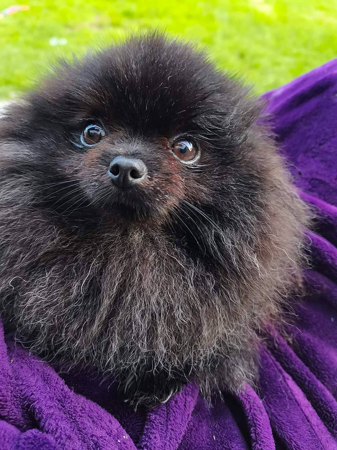 Perle participe au concours pour gagner de l'argent avec cette photo : annual_plant, canidae, carnivore, companion_dog, dog, dog_breed, electric_blue, fawn, fur, grass, liver, magenta, photography, primate, purple, snout, terrestrial_animal, wildlife, working_animal