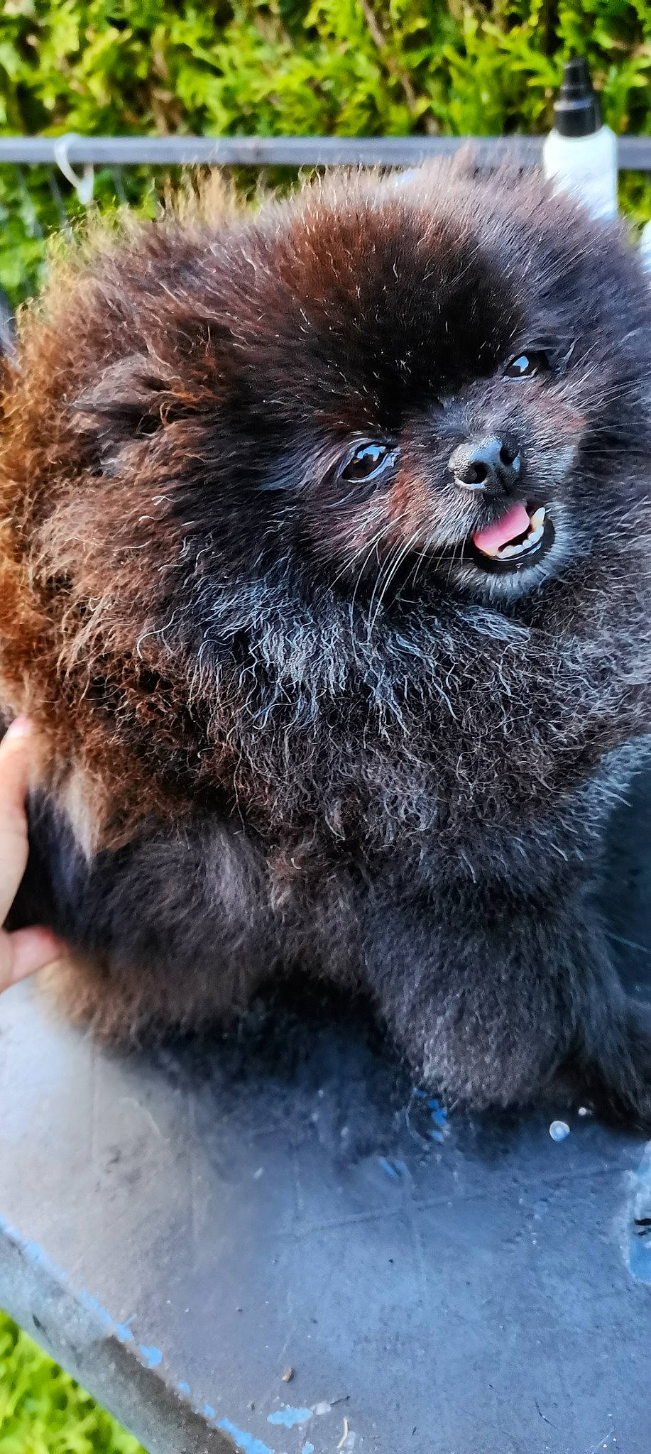 Perle a rejoint le concours — aidez-le/la à gagner de superbes lots ! ancient_dog_breeds, canidae, carnivore, claw, companion_dog, dog, dog_breed, fawn, fur, liver, paw, snout, spitz, sporting_group, tail, terrestrial_animal, toy_dog, whiskers, wildlife, working_animal