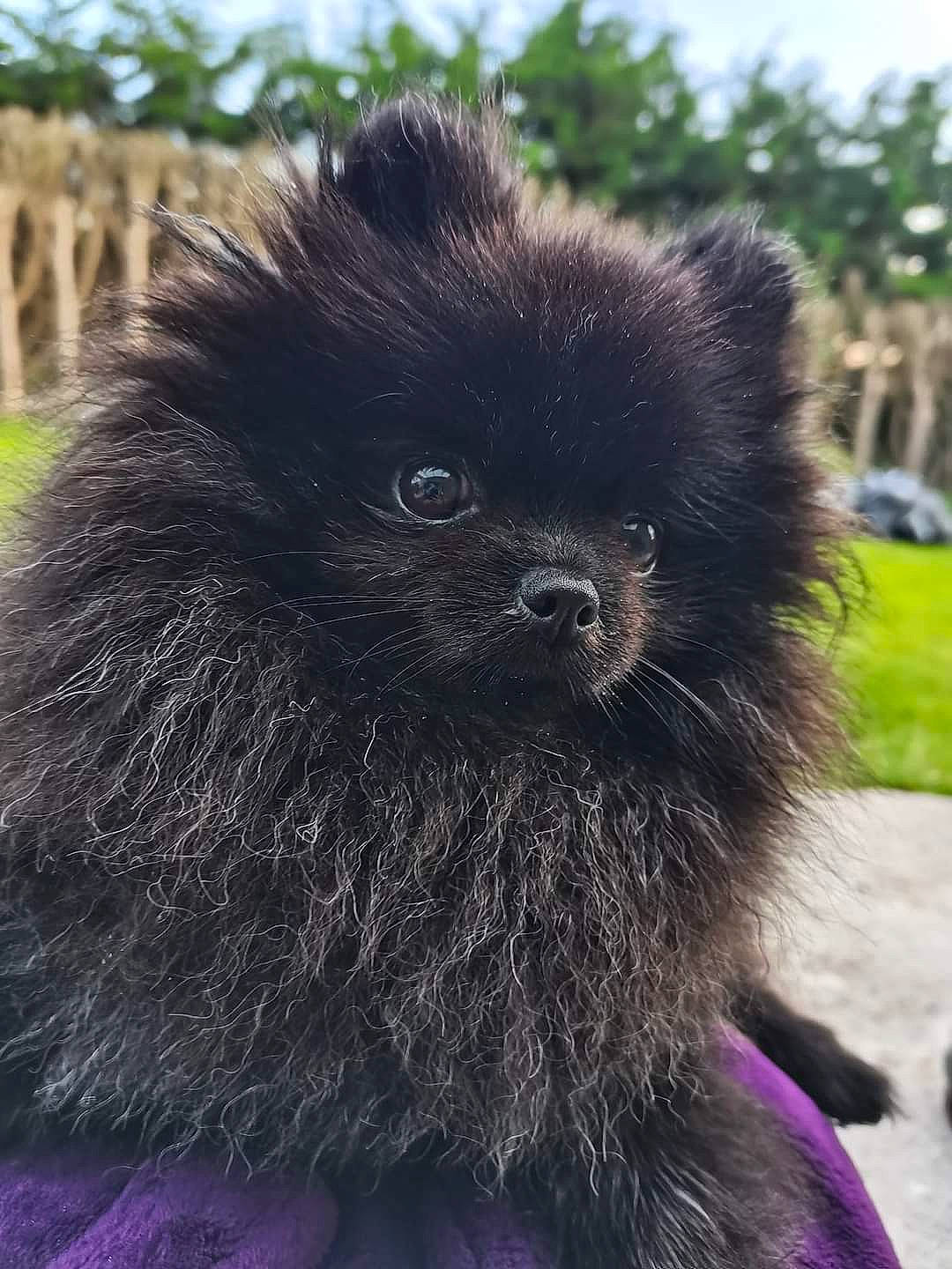 Perle participe au concours pour gagner de l'argent avec cette photo : canidae, car, carnivore, companion_dog, dog_breed, fawn, fur, grass, liver, plant, primate, snout, sporting_group, tail, terrestrial_animal, tire, toy_dog, vertebrate, wildlife, working_animal