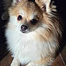 Vinny a rejoint le concours — aidez-le/la à gagner de superbes lots ! dog, pomeranian, fluffy, pet, animal, cute, small_dog, fur, ears, eyes, nose, sitting, wooden_floor, indoors, portrait, adorable, canine, mammal, companion, domestic_animal