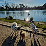 Vinny participe au concours pour gagner de l'argent avec cette photo : dog, dogs, lake, water, sunlight, shadow, outdoor, nature, grass, path, swan, trees, sky, animal, pet, daylight, park, playful, canine, reflection