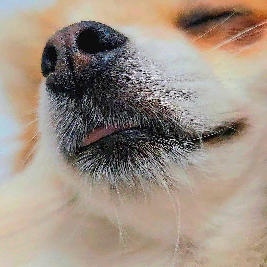 Vinny participe au concours pour gagner de l'argent avec cette photo : dog, close_up, nose, tongue, fur, whiskers, sleepy, pet, animal, cute, muzzle, canine, portrait, soft_light, relaxed, fluffy, face, snout, closed_eyes, peaceful