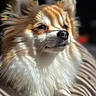 dog, pomeranian, fluffy, pet, animal, sunlight, indoor, blanket, relaxing, cute, furry, canine, portrait, warm_light, cozy, paw, snout, ears, whiskers, companion