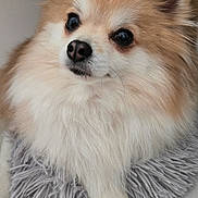 Vinny a rejoint le concours — aidez-le/la à gagner de superbes lots ! dog, fluffy, small_dog, pomeranian, pet, animal, cute, indoor, cushion, soft, fur, paw, relaxed, companion, domestic_animal, mammal, cute_pet, face, ears, resting