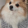 dog, fluffy, small_dog, pomeranian, pet, animal, cute, indoor, cushion, soft, fur, paw, relaxed, companion, domestic_animal, mammal, cute_pet, face, ears, resting