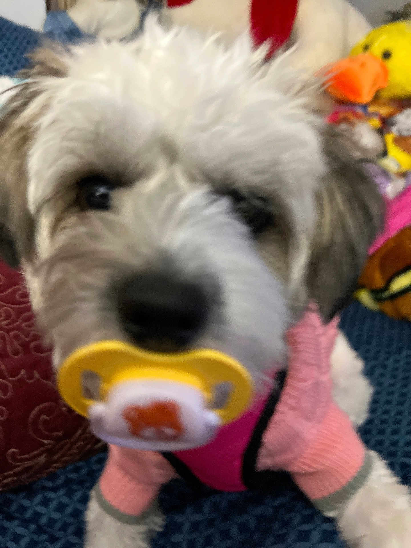 Tadae Jabarkae joined the competition — help win amazing prizes! dog, small_dog, pacifier, pink_sweater, plush_toy, stuffed_animal, indoor, close_up, fuzzy, cute, pet, animal, toy_duck, fabric, carpet, blurred, colorful, cozy, nose, fur