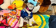 Tadae Jabarkae is registered to the contest to win money with this photo: dog, toy, plush_toy, blanket, bed, blue_jersey, stuffed_animal, indoor, colorful, pet, small_dog, blue_toy, pink, yellow, brown, white, cozy, furniture, collar, playful