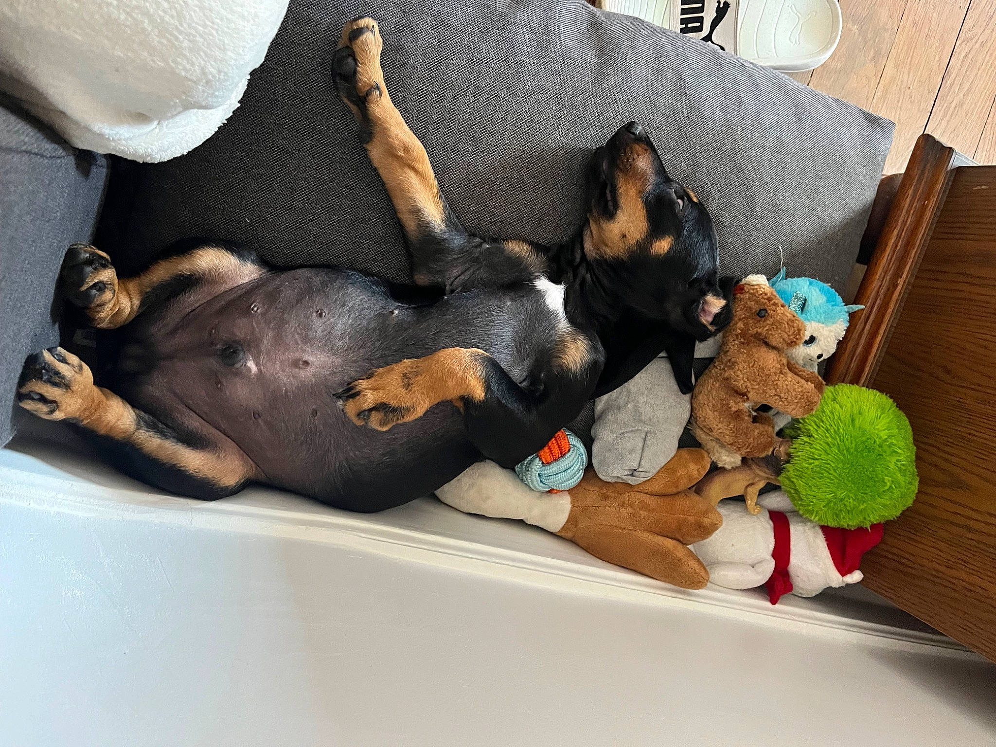 Uréo a rejoint le concours — aidez-le/la à gagner de superbes lots ! canidae, carnivore, comfort, companion_dog, couch, dog, dog_breed, dog_supply, fawn, guard_dog, hound, linens, nap, paw, pillow, pinscher, prazsky_krysarik, sporting_group, toy_dog, working_animal