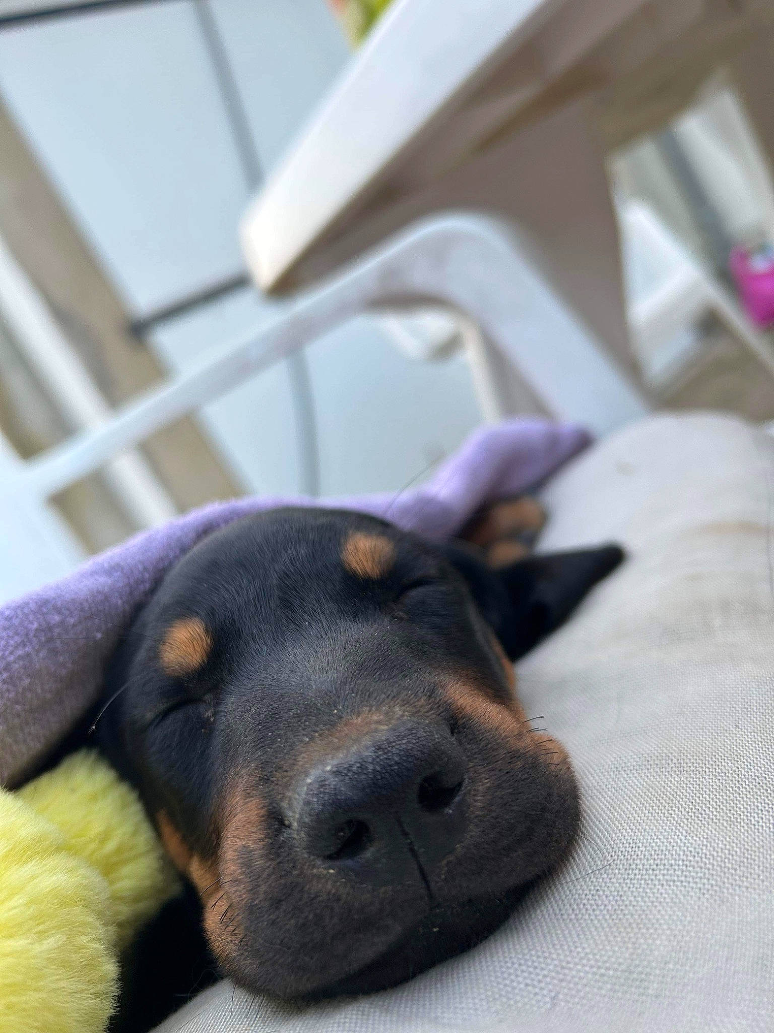 Uréo participe au concours pour gagner de l'argent avec cette photo : carnivore, comfort, companion_dog, dog, dog_breed, ear, fur, guard_dog, hunting_dog, paw, snout, sporting_group, terrestrial_animal, whiskers, working_animal, working_dog