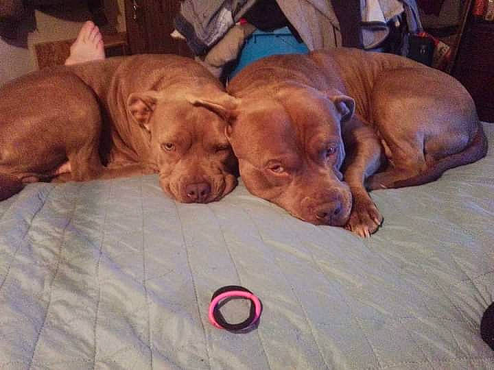 Harley Davidson Boy is registered to the contest to win money with this photo: canidae, carnivore, comfort, companion_dog, dog, dog_breed, dog_supply, fawn, fur, gun_dog, hardwood, hunting_dog, liver, puppy, snout, sporting_group, terrestrial_animal, whiskers, wood, working_animal