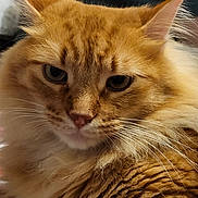 Zodiac joined the competition — help win amazing prizes! animal, cat, closeup, cute, domestic_cat, ears, eyes, face, feline, fluffy, fur, indoor, mammal, nose, orange_tabby, pet, portrait, relaxed, soft_lighting, whiskers