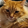 animal, cat, closeup, cute, domestic_cat, ears, eyes, face, feline, fluffy, fur, indoor, mammal, nose, orange_tabby, pet, portrait, relaxed, soft_lighting, whiskers