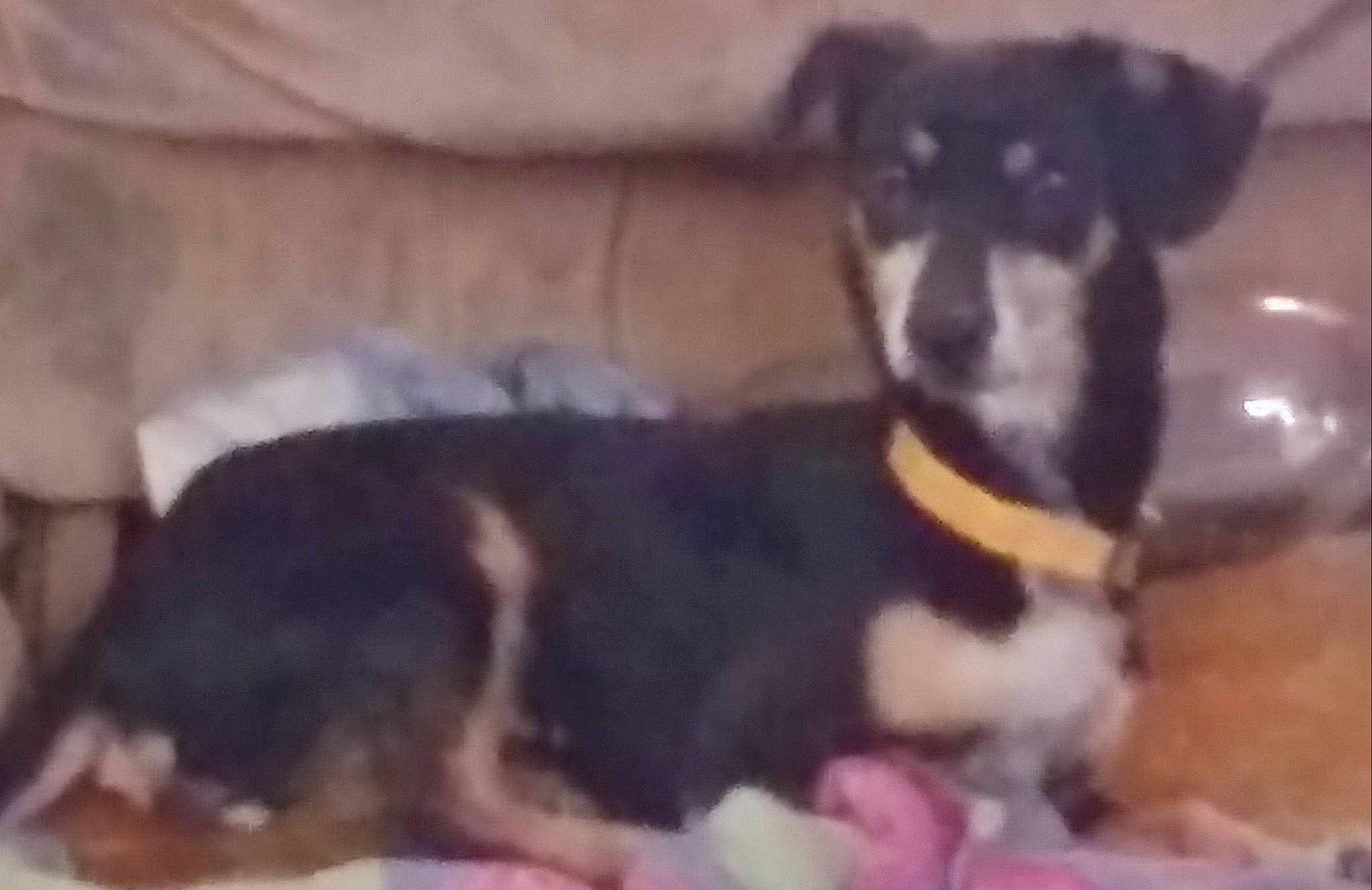 Shotgun joined the competition — help win amazing prizes! canidae, carnivore, companion_dog, dog, dog_breed, dog_supply, non_sporting_group, pet_supply, sporting_group, tail, terrestrial_animal, terrier, toy_dog, working_animal, working_dog