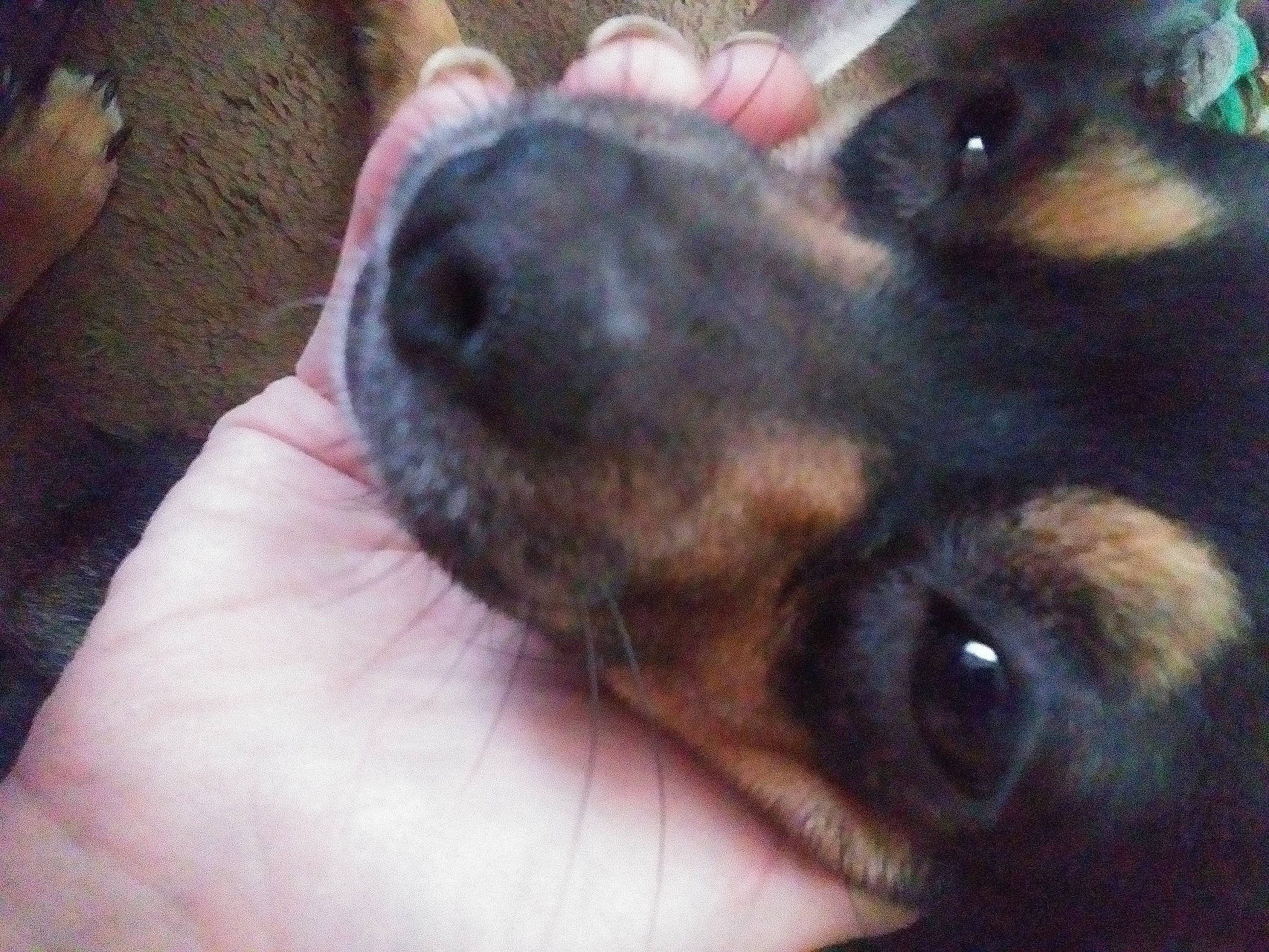 Cow Belle is registered to the contest to win money with this photo: carnivore, companion_dog, dog, dog_breed, ear, fur, guard_dog, nail, paw, prazsky_krysarik, puppy, puppy_love, sporting_group, terrier, toy_dog, whiskers, working_animal, working_dog