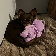Taiko a rejoint le concours — aidez-le/la à gagner de superbes lots ! dog, small_dog, brown_dog, stuffed_toy, purple_toy, plush, carpet, fuzzy_rug, indoor, corner, cozy, pet, animal, fur, ears, wide_eyes, looking, resting, cuddling, toy