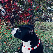 Petunia is registered to the contest to win money with this photo: animal, autumn_leaves, background_car, beaded_necklace, black_and_white, bushes, canine, collar, daylight, dog, fall, grass, greenery, leaf_litter, nature, outdoor, pet, red_leaves, side_view, sitting