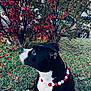 animal, autumn_leaves, background_car, beaded_necklace, black_and_white, bushes, canine, collar, daylight, dog, fall, grass, greenery, leaf_litter, nature, outdoor, pet, red_leaves, side_view, sitting