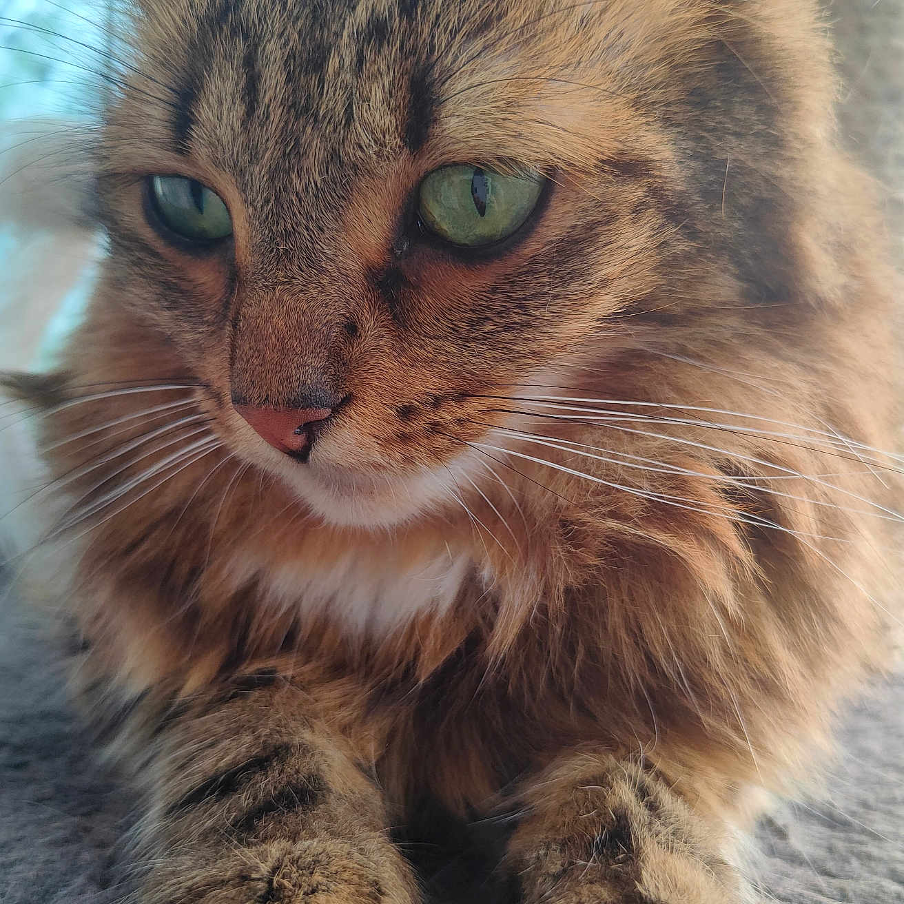 Nala a rejoint le concours — aidez-le/la à gagner de superbes lots ! abyssinian, animal, cat, claw, electronics, hardware, hook, kitten, manx, pet