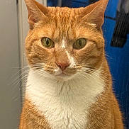 Arthur is registered to the contest to win money with this photo: animal, background, cat, close_up, domestic_cat, ears, eyes, face, feline, fur, house, indoor, looking, mammal, orange_cat, pet, portrait, sitting, whiskers, white_fur