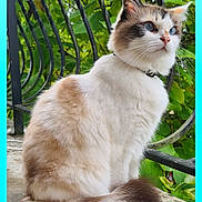 Evoly participe au concours pour gagner de l'argent avec cette photo : cat, fluffy, blue_eyes, sitting, outdoor, nature, greenery, fence, pet, animal, fur, whiskers, tail, portrait, side_view, curious, domestic_cat, closeup, calm, daylight