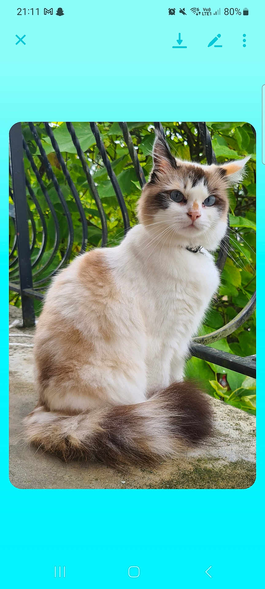 Evoly a rejoint le concours — aidez-le/la à gagner de superbes lots ! cat, animal, outdoor, fluffy, sitting, feline, pet, fur, tail, blue_eyes, nature, greenery, iron_bars, calm, portrait, whiskers, closeup, stone, daylight, domestic_animal