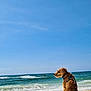 dog, beach, ocean, waves, sand, sky, harness, canine, sea, water, outdoor, sunny, animal, pet, nature, coast, relaxation, daytime, scenic, calm