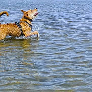 Pti Ju a rejoint le concours — aidez-le/la à gagner de superbes lots ! dog, water, splash, playful, shallow_water, outdoor, animal, canine, wet, running, harness, ripples, lake, nature, active, summer, fun, pet, motion, energetic