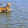 dog, water, splash, playful, shallow_water, outdoor, animal, canine, wet, running, harness, ripples, lake, nature, active, summer, fun, pet, motion, energetic