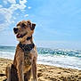 Pti Ju participe au concours pour gagner de l'argent avec cette photo : dog, beach, sand, ocean, waves, sky, clouds, harness, sunny, outdoor, pet, canine, water, nature, animal, sea, coast, relaxation, summer, happy