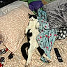 cat, black_and_white_cat, pet, animal, lying_down, sleeping, relaxed, bed, bedroom, floral_bedspread, pillow, blanket, plush_toy, stuffed_animal, remote_control, robe, flamingo_pattern, indoor, cozy, funny_pose