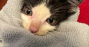 Chef is registered to the contest to win money with this photo: cat, kitten, black_and_white, animal, pet, close_up, portrait, face, eyes, ears, whiskers, nose, fur, towel, wrapped, cozy, indoors, cuddly, relaxed, cute
