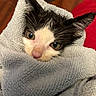 cat, kitten, black_and_white, animal, pet, close_up, portrait, face, eyes, ears, whiskers, nose, fur, towel, wrapped, cozy, indoors, cuddly, relaxed, cute