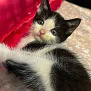 Chef is registered to the contest to win money with this photo: kitten, cat, black_and_white, tuxedo_cat, fluffy, fur, animal, pet, cute, portrait, close_up, face, eyes, ears, whiskers, pink_nose, lying_down, cushion, bedding, indoors