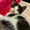 kitten, cat, black_and_white, tuxedo_cat, fluffy, fur, animal, pet, cute, portrait, close_up, face, eyes, ears, whiskers, pink_nose, lying_down, cushion, bedding, indoors