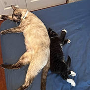 Noir is registered to the contest to win money with this photo: cat, cats, siamese_cat, black_and_white_cat, feline, pets, animals, sleeping, lounging, lying_down, bed, blue_bedding, indoors, bedroom, collar, white_paws, fur, tail, relaxed, pet_photography